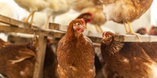 Автономный курятник, или Как тратить на кур не больше 10 минут в день - Животные Автономный курятник, или Как тратить на кур не больше 10 минут в день