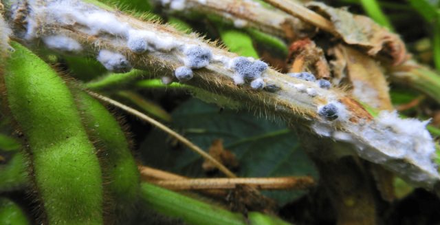 Склеротиниоз (sclerotinia sclerotiorum) провоцируют почвенные сумчатые грибы склеротинии. Склеротиниоз (sclerotinia sclerotiorum) провоцируют почвенные сумчатые грибы склеротинии.