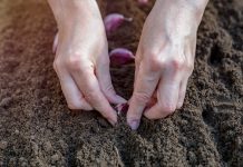 Что необходимо знать о посадке чеснока осенью.
