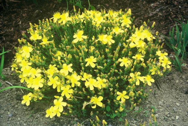 Ещё один малыш - зверобой многолистный форма "Грандифлорум" ('Grandiflorum'), выше 25 см не растёт, образует аккуратную «подушечку».