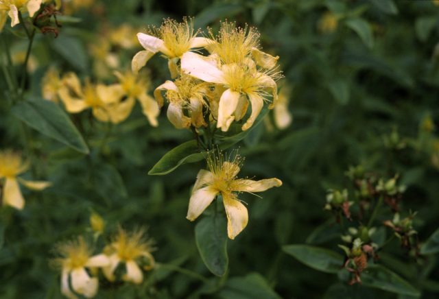 Также вполне устойчив в средней полосе России зверобой большой (Hypericum ascyron), который может вырасти и до 1,5 м.