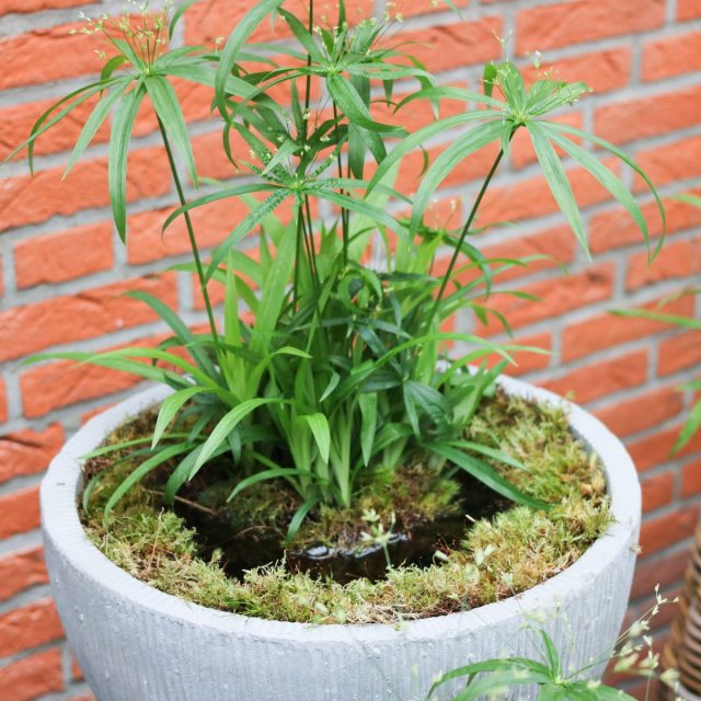 Среди разновидностей циперуса папирусного сорт «Грин Голд» (Cyperus 'Green Gold') привлекает внимание насыщенным, тёмно-зелёным окрасом листвы с легкой желтизной. Среди разновидностей циперуса папирусного сорт «Грин Голд» (Cyperus 'Green Gold') привлекает внимание насыщенным, тёмно-зелёным окрасом листвы с легкой желтизной.