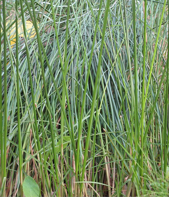 Листья у циперуса сочленённого (Cyperus articulatus) практически не развиты, однако присутствуют прицветники. Листья у циперуса сочленённого (Cyperus articulatus) практически не развиты, однако присутствуют прицветники (особые листики, связанные с репродуктивной функцией растения).