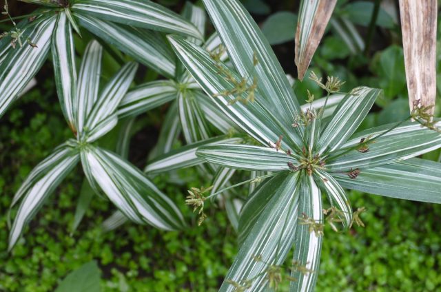 Одна из примечательных особенностей «Вариегатуса» (Cyperus 'Variegatus') - пестрая листва. Одна из примечательных особенностей «Вариегатуса» (Cyperus 'Variegatus') - пестрая листва.