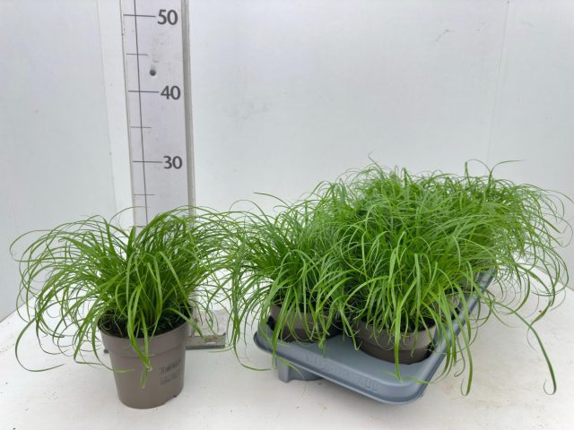 Циперус «Зумула» (Cyperus alternifolius 'Zumula') совсем крошка среди циперусов размером 25-30 см. Циперус «Зумула» (Cyperus alternifolius 'Zumula') совсем крошка среди циперусов размером 25-30 см.