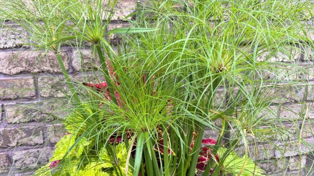 Циперус «Кинг Тут» (Cyperus papyrus 'King Tut') — быстрорастущий сорт, способный стать эффектным центральным элементом в интерьере и ландшафте. Циперус «Кинг Тут» (Cyperus papyrus 'King Tut') — быстрорастущий сорт, способный стать эффектным центральным элементом в интерьере и ландшафте.