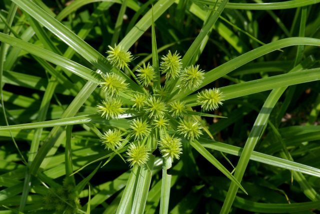 Циперус Болдуина (Cyperus croceus), также известный как камыш Болдуина, предпочитает расти во влажных биотопах. Циперус Болдуина (Cyperus croceus), также известный как камыш Болдуина, предпочитает расти во влажных биотопах.