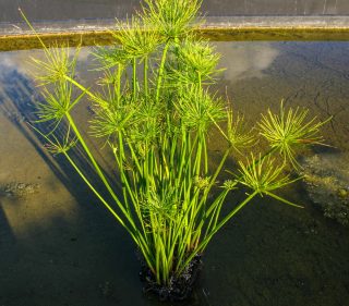 Одной из заметных особенностей циперуса хаспана (Cyperus haspan) можно назвать колосовидное соцветие разветвленной структуры. Одной из заметных особенностей циперуса хаспана (Cyperus haspan) можно назвать колосовидное соцветие разветвленной структуры.