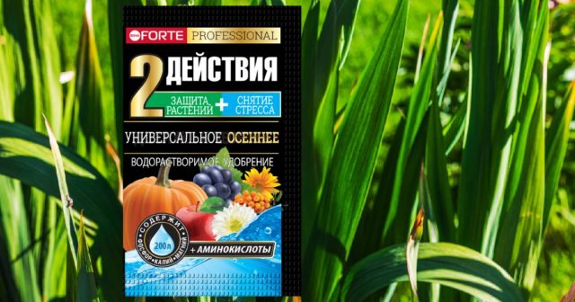 Советуем попробовать для гладиолусов в конце сезона водорастворимое удобрение Универсальное осеннее с аминокислотами. Советуем попробовать для гладиолусов в конце сезона водорастворимое удобрение Универсальное осеннее с аминокислотами.