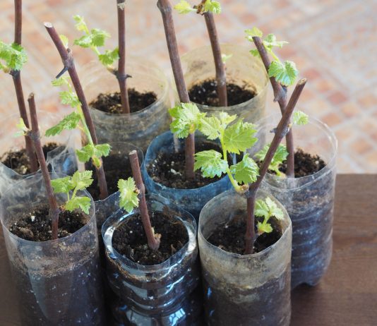 Как купить саженцы винограда и не пожалеть? Мой опыт проб и ошибок - Ягодник Как купить саженцы винограда и не пожалеть? Мой опыт проб и ошибок