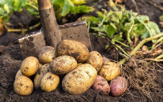 После копки картошку можно помыть. Далее её досушивают в прохладном, проветриваемом, тёмном помещении. После копки картошку можно помыть. Далее её досушивают в прохладном, проветриваемом, тёмном помещении.
