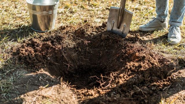Бурт — небольшое углубление на возвышенности, дно которого устилают хворостом, ветками, лапником или соломой. Урожай кладут слоем 1–1,5 м и сверху накрывают еловым лапником или соломой (50 см) для теплоизоляции. Бурт — небольшое углубление на возвышенности, дно которого устилают хворостом, ветками, лапником или соломой. Урожай кладут слоем 1–1,5 м и сверху накрывают еловым лапником или соломой (50 см) для теплоизоляции.