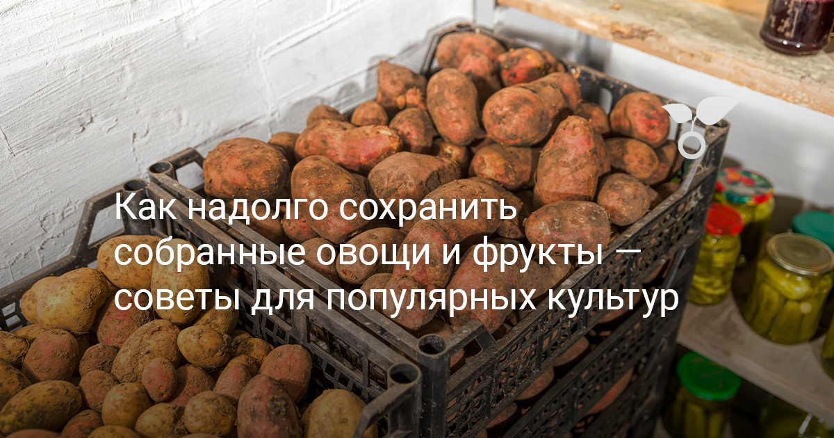 Сбор и хранение плодов Свежие овощи и спелые фрукты на столе для зимнего хранения