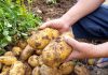 Картофель на посадку начинается с выкопки — как сохранить и улучшить сорт.