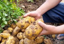 Картофель на посадку начинается с выкопки — как сохранить и улучшить сорт.