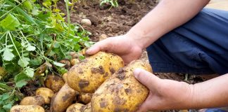 Картофель на посадку начинается с выкопки — как сохранить и улучшить сорт.