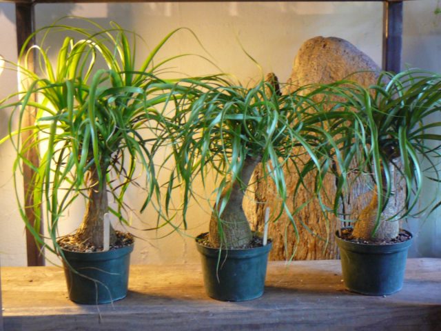 Бокарнея отогнутая (Beaucarnea recurvata) медленно растёт, не требует слишком большого внимания и, главное, отлично переносит засушливый воздух.