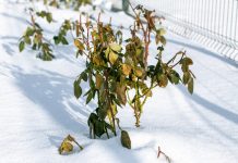 Лучшие варианты укрытий для роз на зиму.