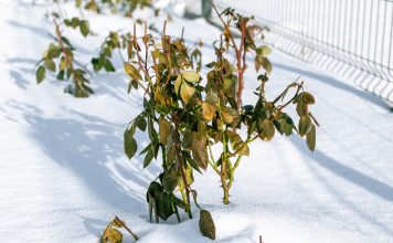 Лучшие варианты укрытий для роз на зиму.