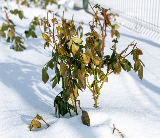 Лучшие варианты укрытий для роз на зиму - Цветник и ландшафт Лучшие варианты укрытий для роз на зиму.