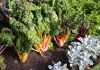 Неочевидная осенняя зелень — рецепты вкусных заготовок на зиму.