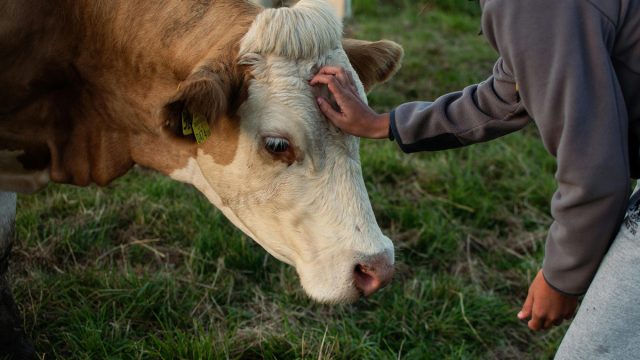 Всегда, когда это возможно, соблюдайте безопасную дистанцию. Это нужно для того, чтобы была возможность среагировать, если вдруг корова напугается или решит поиграть с вами. Всегда, когда это возможно, соблюдайте безопасную дистанцию. Это нужно для того, чтобы была возможность среагировать, если вдруг корова напугается или решит поиграть с вами.