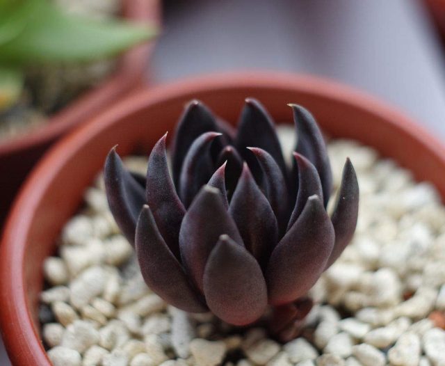 Например, у эхеверии аффинис (Echeveria affinis) зелень плавно переливается в тёмно-фиолетовый к концу заострённых листьев. Например, у эхеверии аффинис (Echeveria affinis) зелень плавно переливается в тёмно-фиолетовый к концу заострённых листьев.