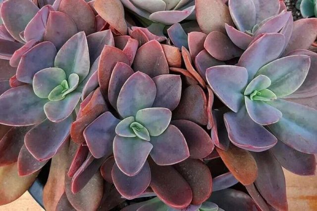 Отдельно стоит выделить вид эхеверии металлика (Echeveria metallica). Плотная и компактная розетка мясистых ложковидных листьев приобретает с возрастом бронзово-зелёный цвет. Отдельно стоит выделить вид эхеверии металлика (Echeveria metallica). Плотная и компактная розетка мясистых ложковидных листьев приобретает с возрастом бронзово-зелёный цвет.