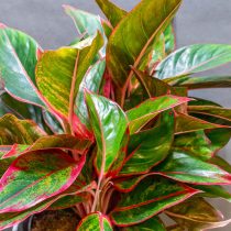 Аглаонема "Джангл Ред" ('Jungle Red'). Аглаонема "Джангл Ред" ('Jungle Red').