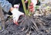 Пересаживаем многолетники осенью без последствий для растений.