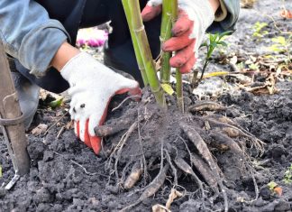 Пересаживаем многолетники осенью без последствий для растений.