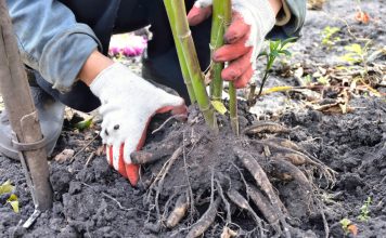 Пересаживаем многолетники осенью без последствий для растений.