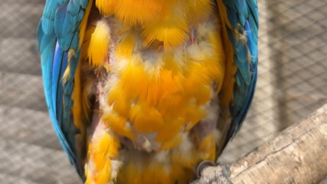 Первое, о чём может говорить самоощипывание - это заражение паразитами. Первое, о чём может говорить самоощипывание - это заражение паразитами.