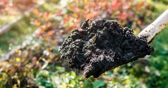 Давно ведутся споры о том, нужно ли перекапывать огород осенью. Это действительно неоднозначный агротехнический приём. Давно ведутся споры о том, нужно ли перекапывать огород осенью. Это действительно неоднозначный агротехнический приём.