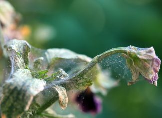 Растительноядные клещи — главная опасность сада и огорода осенью.