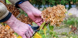 Самая подробная инструкция по уходу за гортензиями осенью.