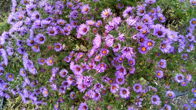 Симфиотрихум новоанглийский (Symphyotrichum novae-angliae) высокорослый вид, достигающий 90 до 180 см в высоту и от 60 до 90 см в ширину.