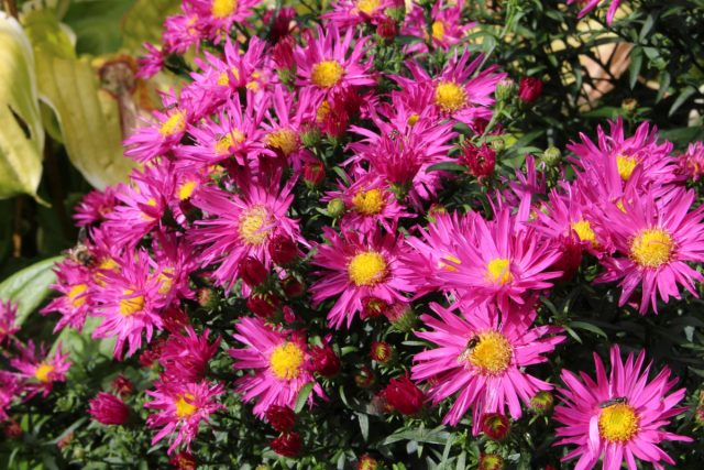 Симфиотрихум новобельгийский (Symphyotrichum novae-belgii) растет в высоту от 90 до 180 см, а в ширину — от 60 до 90 см.