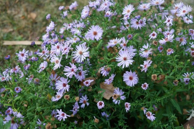 Симфиотрихум кустарниковый (Symphyotrichum dumosum), произрастающий в восточных и центральных регионах США и Канады, образует пышные заросли, напоминающие кустарники.
