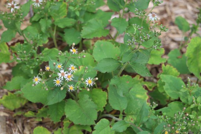 Эврибия макрофилла (Eurybia macrophylla) получила своё название из-за крупных сердцевидных листьев с зубчатыми краями, достигающими 20 см в диаметре.