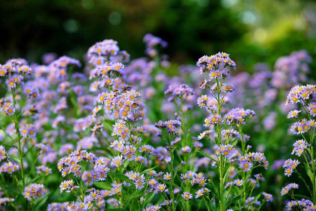 Астра татарская (Aster tataricus) произрастает в Сибири и достигает двух метров в высоту и от 30 до 90 сантиметров в ширину.
