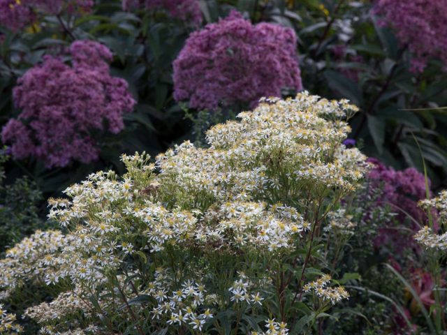 Астра зонтиковидная (Aster umbellatus) — это невысокий кустистый многолетник с чистой, здоровой листвой.