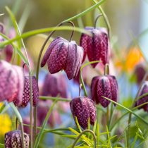 Рябчик шахматный (Fritillaria meleagris) Рябчик шахматный (Fritillaria meleagris)