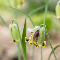 Рябчик иглолепестный (Fritillaria acmopetala) Рябчик иглолепестный (Fritillaria acmopetala)