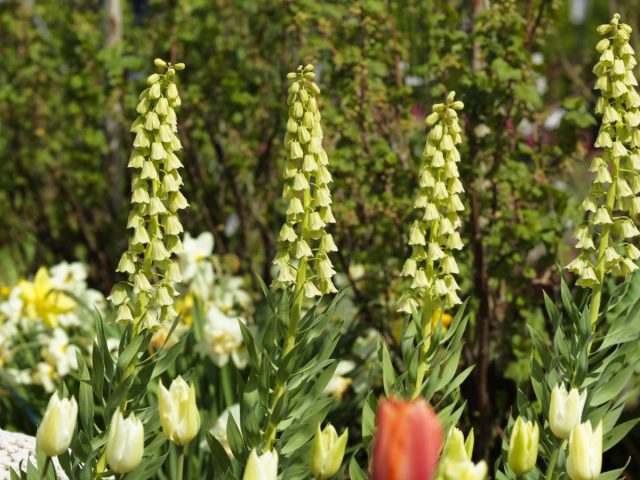 Рябчик персидский "Айвори Беллс" (Fritillaria persica 'Ivory Bells'). Рябчик персидский "Айвори Беллс" (Fritillaria persica 'Ivory Bells').