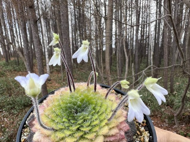 Начнём, пожалуй, с петрокосмеи Росеттифолиа (Petrocosmea rosettifolia) – миниатюрного растения с идеально симметричной розеткой. Начнём, пожалуй, с петрокосмеи Росеттифолиа (Petrocosmea rosettifolia) – миниатюрного растения с идеально симметричной розеткой.