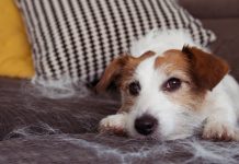 Как облегчить линьку у собаки? 6 проверенных лайфхаков