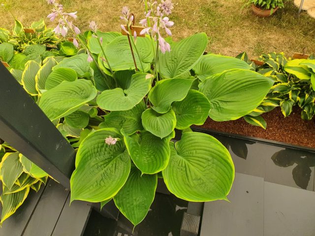 Шартрезно-листный сорт (Hosta 'Sum and Substans') дал начало сортам "Сам оф Олл" ('Sum of All'), "Титаник" ('Titanic').