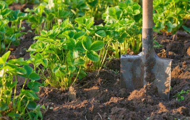 Клубнику культивируют на одном месте около 4 лет. Затем продуктивность кустов падает, поэтому ягодник перекапывают, а плантацию разбивают на новом месте. Клубнику культивируют на одном месте около 4 лет. Затем продуктивность кустов падает, поэтому ягодник перекапывают, а плантацию разбивают на новом месте.
