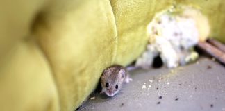 Всё о гнёздах грызунов: где найти и как избавиться.